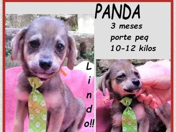 Cachorro ra a SRD-ViraLata idade 2 a 6 meses nome Panda