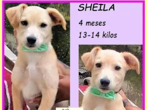 Cachorro raça SRD-ViraLata idade 2 a 6 meses nome Sheila