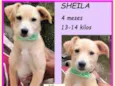 Sheila