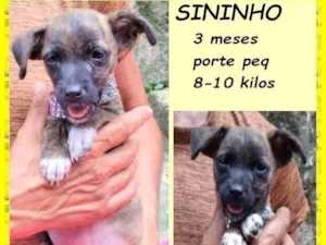 Cachorro raça SRD-ViraLata idade 2 a 6 meses nome Sininho