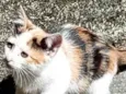 Lila