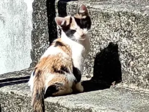 Gato raça SRD-ViraLata idade 2 a 6 meses nome Lili