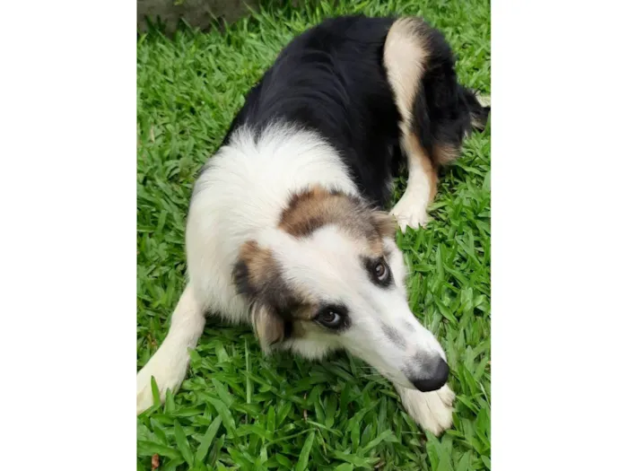 Cachorro ra a SRD-ViraLata idade 2 anos nome Sansão