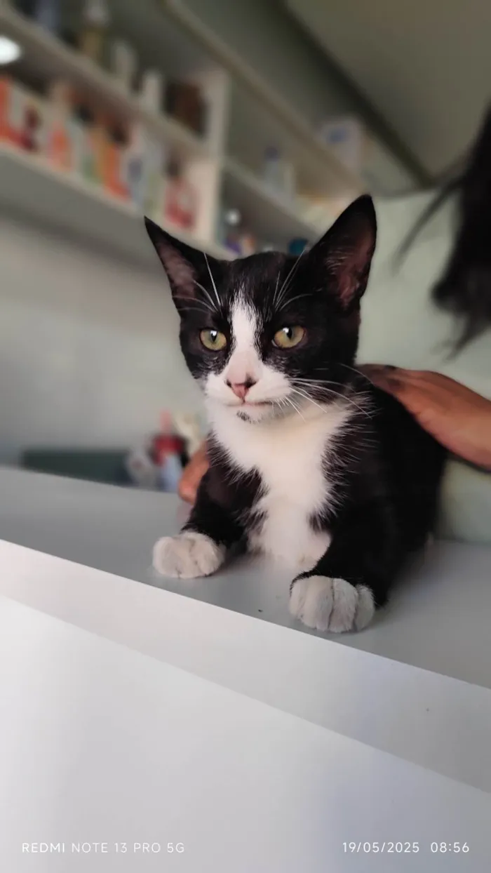 Gato ra a SRD-ViraLata idade 2 a 6 meses nome Théo
