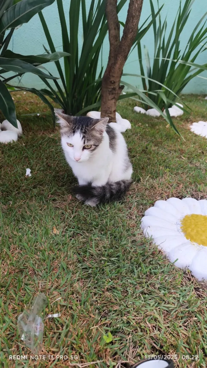 Gato ra a SRD-ViraLata idade 1 ano nome Filomena 