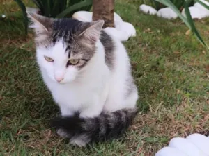 Gato raça SRD-ViraLata idade 1 ano nome Filomena 