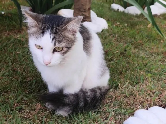 Gato ra a SRD-ViraLata idade 1 ano nome Filomena 