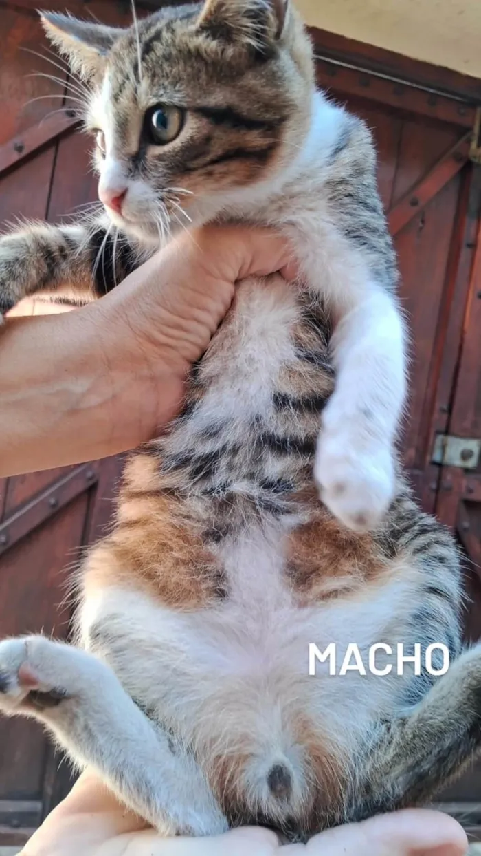 Gato ra a SRD-ViraLata idade 2 a 6 meses nome Bartho