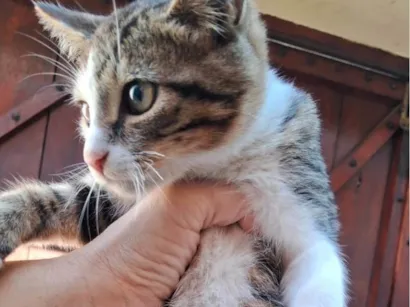 Gato raça SRD-ViraLata idade 2 a 6 meses nome Bartho