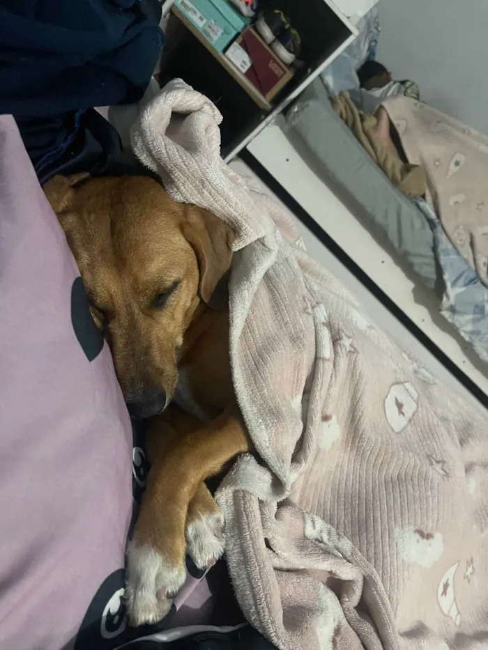 Cachorro ra a SRD-ViraLata idade 3 anos nome Megui