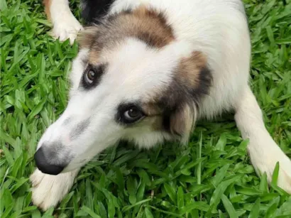Cachorro raça SRD-ViraLata idade 2 anos nome Sansão