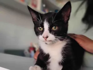 Gato raça SRD-ViraLata idade 2 a 6 meses nome Théo