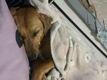 Cachorro raça SRD-ViraLata idade 3 anos nome Megui