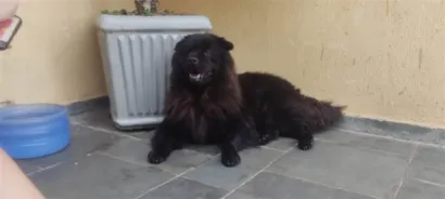Cachorro raça Chow Chow idade 5 anos nome cokkie