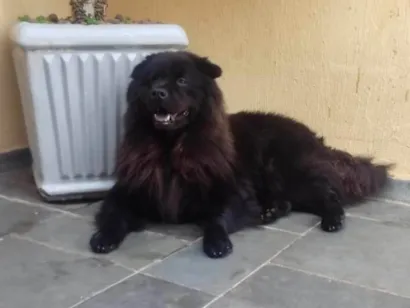 Cachorro raça Chow Chow idade 5 anos nome cokkie