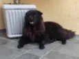 cokkie