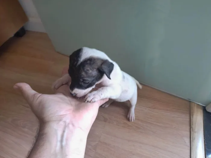 Cachorro ra a SRD-ViraLata idade Abaixo de 2 meses nome Sem nome