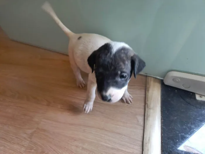Cachorro ra a SRD-ViraLata idade Abaixo de 2 meses nome Sem nome