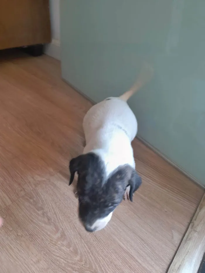 Cachorro ra a SRD-ViraLata idade Abaixo de 2 meses nome Sem nome