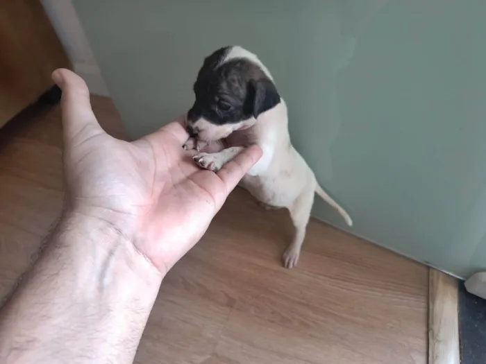 Cachorro ra a SRD-ViraLata idade Abaixo de 2 meses nome Sem nome
