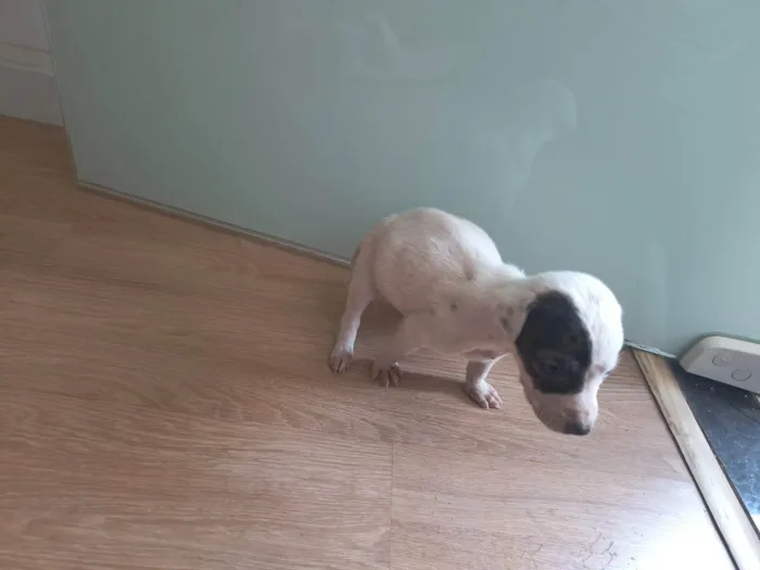 Cachorro ra a SRD-ViraLata idade Abaixo de 2 meses nome Sem nome