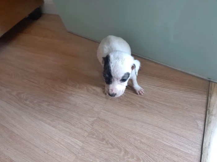 Cachorro ra a SRD-ViraLata idade Abaixo de 2 meses nome Sem nome