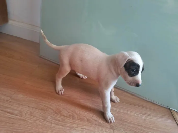 Cachorro ra a SRD-ViraLata idade Abaixo de 2 meses nome Sem nome