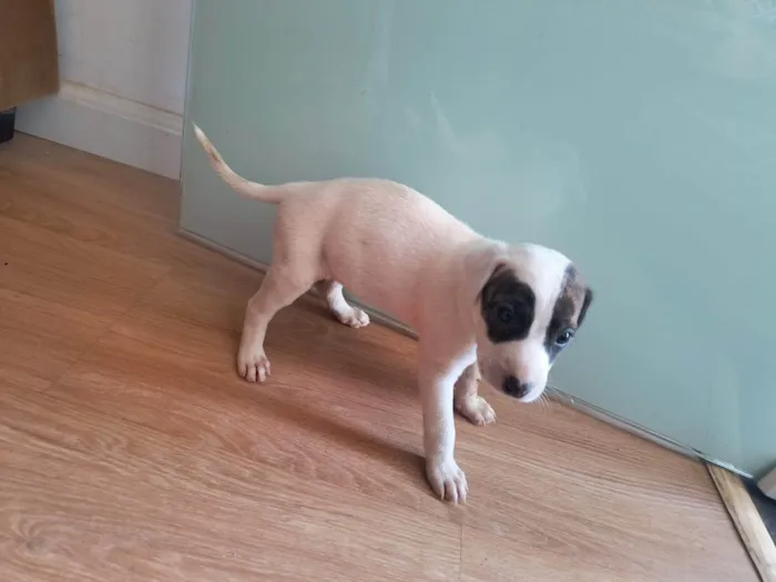 Cachorro ra a SRD-ViraLata idade Abaixo de 2 meses nome Sem nome