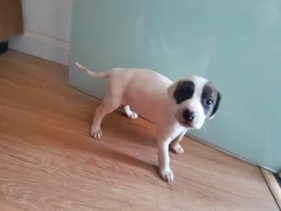 Cachorro raça SRD-ViraLata idade Abaixo de 2 meses nome Sem nome