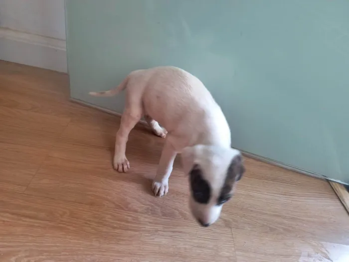 Cachorro ra a SRD-ViraLata idade Abaixo de 2 meses nome Sem nome
