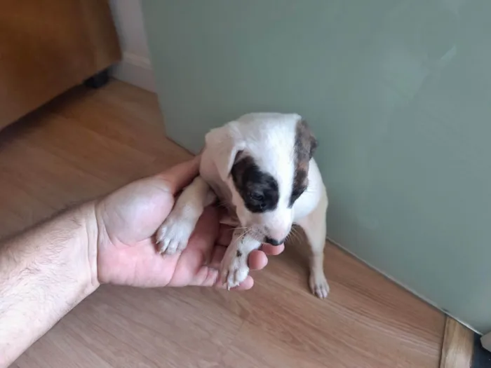 Cachorro ra a SRD-ViraLata idade Abaixo de 2 meses nome Sem nome