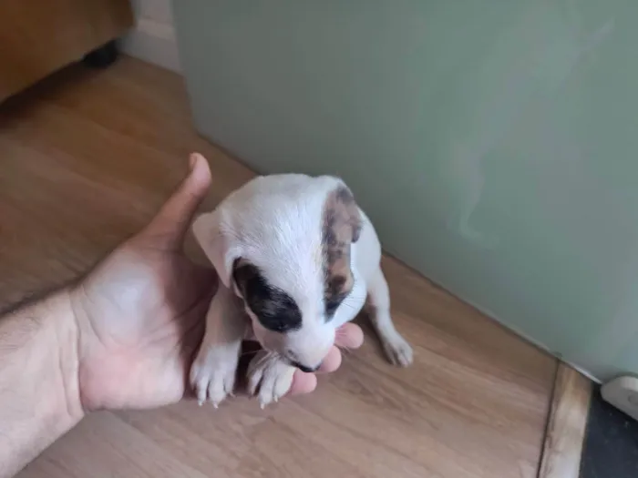 Cachorro ra a SRD-ViraLata idade Abaixo de 2 meses nome Sem nome