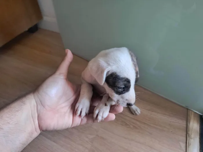Cachorro ra a SRD-ViraLata idade Abaixo de 2 meses nome Sem nome