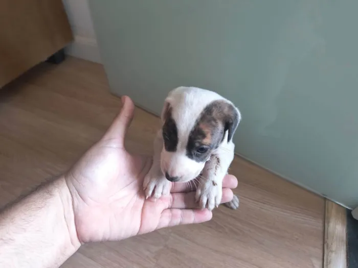 Cachorro ra a SRD-ViraLata idade Abaixo de 2 meses nome Sem nome