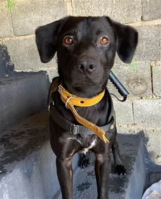 Cachorro raça SRD-ViraLata idade 3 anos nome Zeus