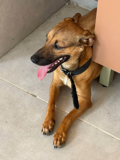 Cachorro raça SRD-ViraLata com Basset idade 7 a 11 meses nome Sushi
