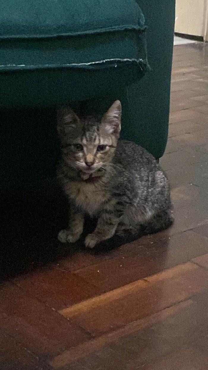 Gato ra a SRD-ViraLata idade 2 a 6 meses nome Nome Temporário : Mary