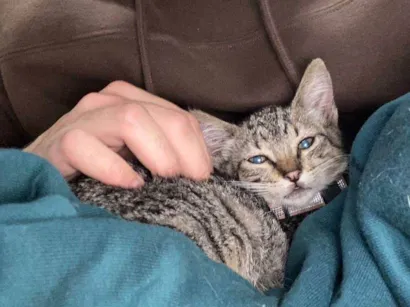 Gato raça SRD-ViraLata idade 2 a 6 meses nome Nome Temporário : Mary