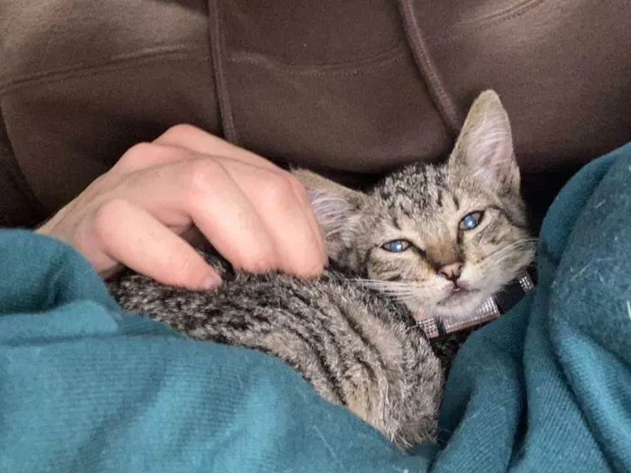 Gato ra a SRD-ViraLata idade 2 a 6 meses nome Nome Temporário : Mary