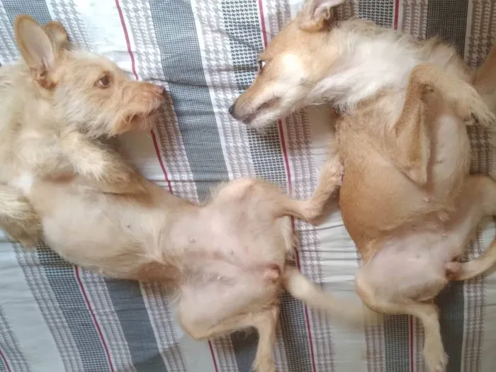 Cachorro ra a SRD-ViraLata idade 2 anos nome Lana e crystal