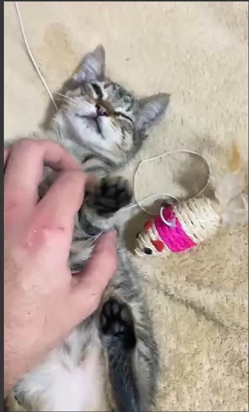 Gato ra a SRD-ViraLata idade 2 a 6 meses nome Nome Temporário : Mary