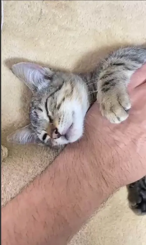 Gato ra a SRD-ViraLata idade 2 a 6 meses nome Nome Temporário : Mary