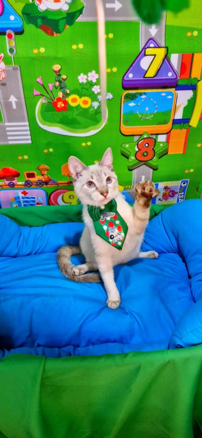 Gato ra a SRD-ViraLata idade 2 a 6 meses nome Clark