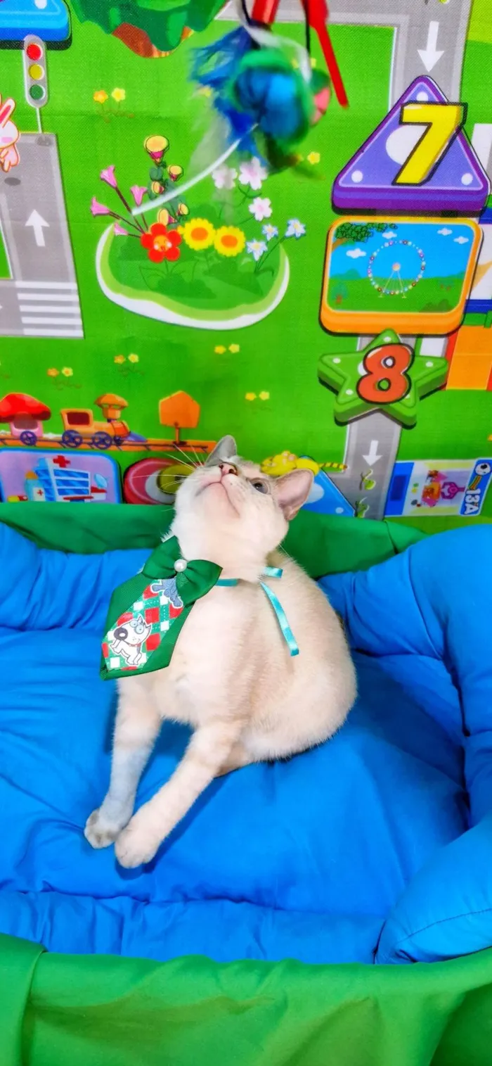 Gato ra a SRD-ViraLata idade 2 a 6 meses nome Clark