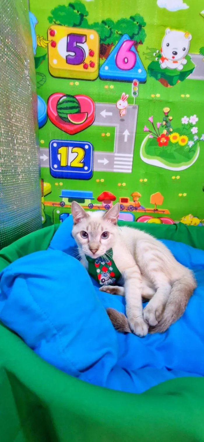 Gato ra a SRD-ViraLata idade 2 a 6 meses nome Clark