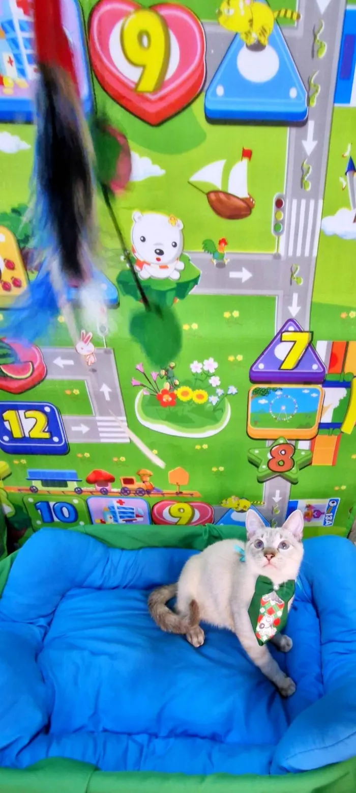 Gato ra a SRD-ViraLata idade 2 a 6 meses nome Clark