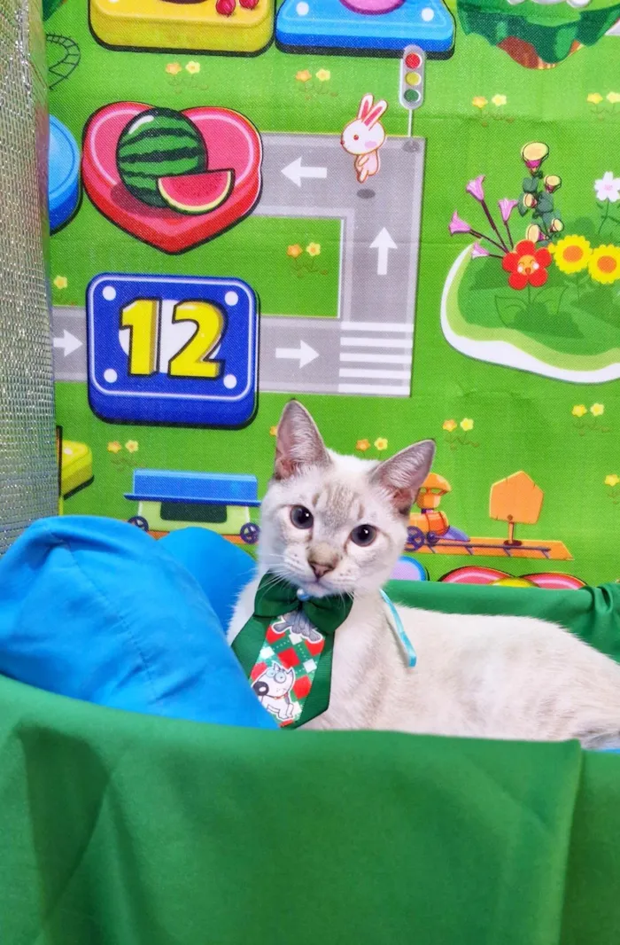 Gato ra a SRD-ViraLata idade 2 a 6 meses nome Clark