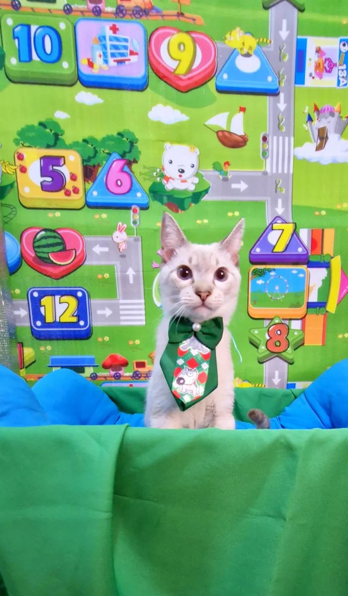 Gato ra a SRD-ViraLata idade 2 a 6 meses nome Clark