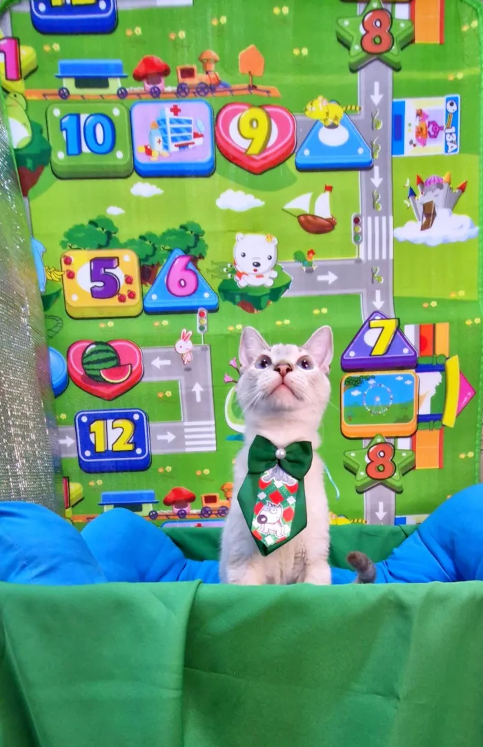 Gato ra a SRD-ViraLata idade 2 a 6 meses nome Clark