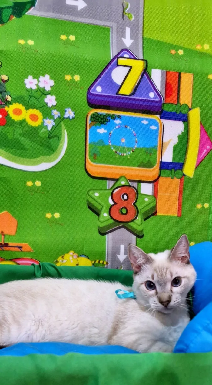 Gato ra a SRD-ViraLata idade 2 a 6 meses nome Clark